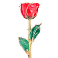 Cherry Red 24k Gold Dipped Rose Front View