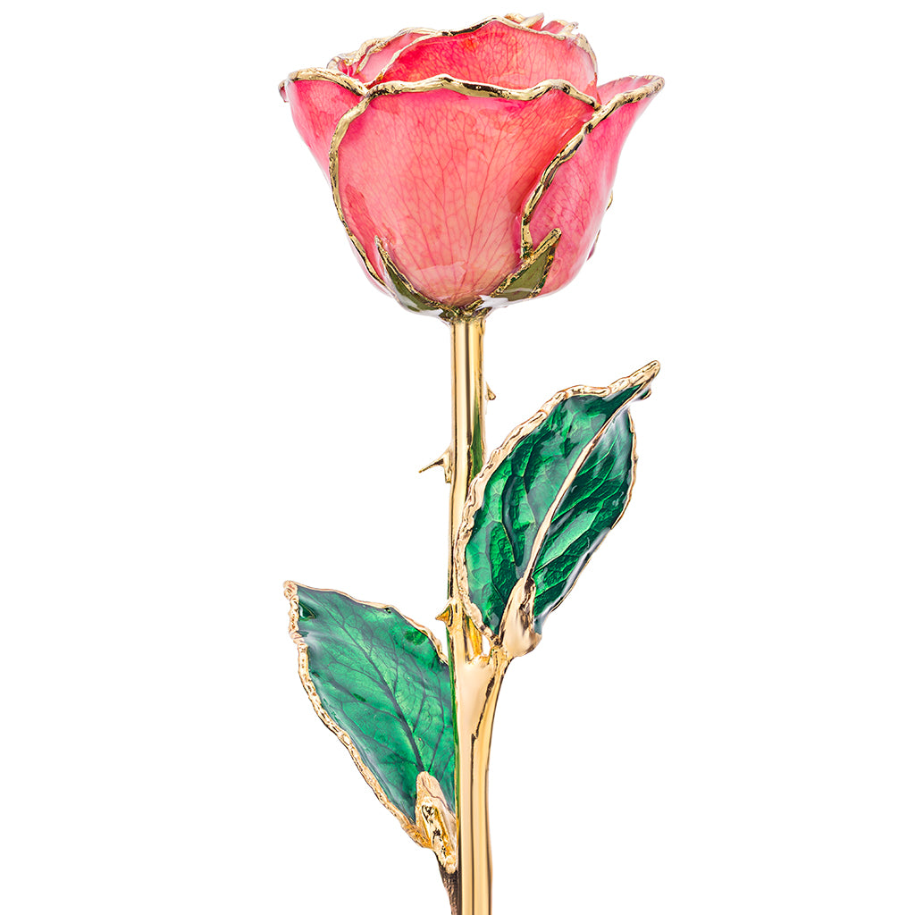 Salmon Pink 24k Gold Dipped Rose Front View