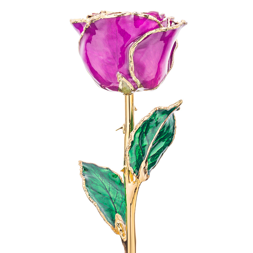 Purple 24k Gold Dipped Rose Front View