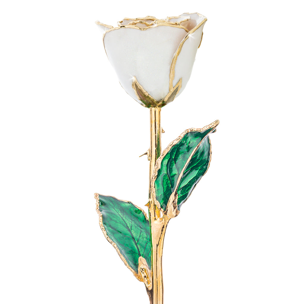 Cream 24kt Gold Dipped Rose Front View