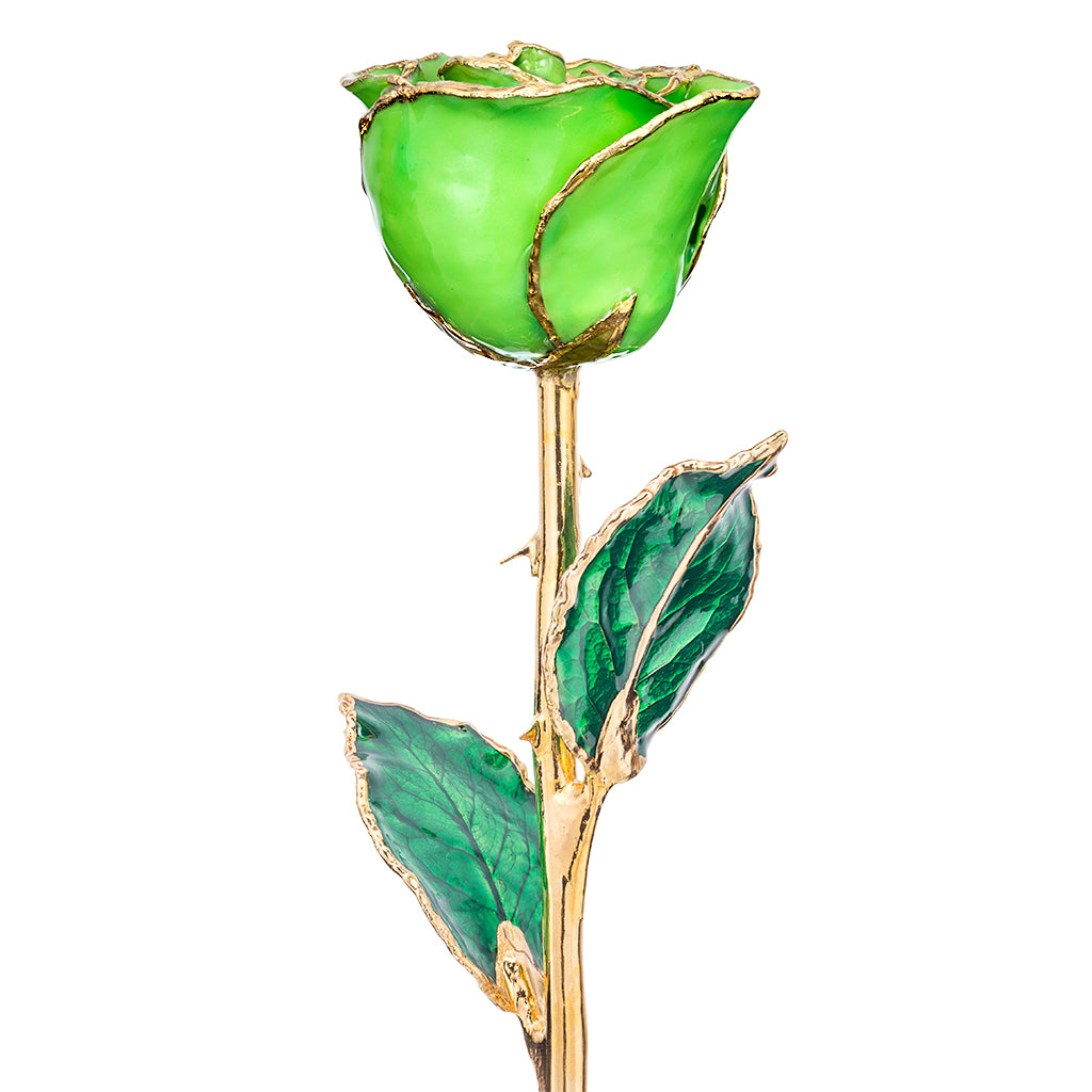 Green Apple 24k Gold Dipped Rose Front View
