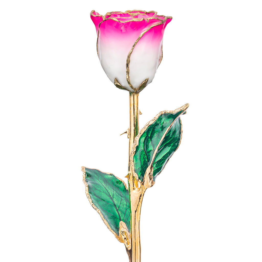 Magenta and White 24k Gold Dipped Rose Front View
