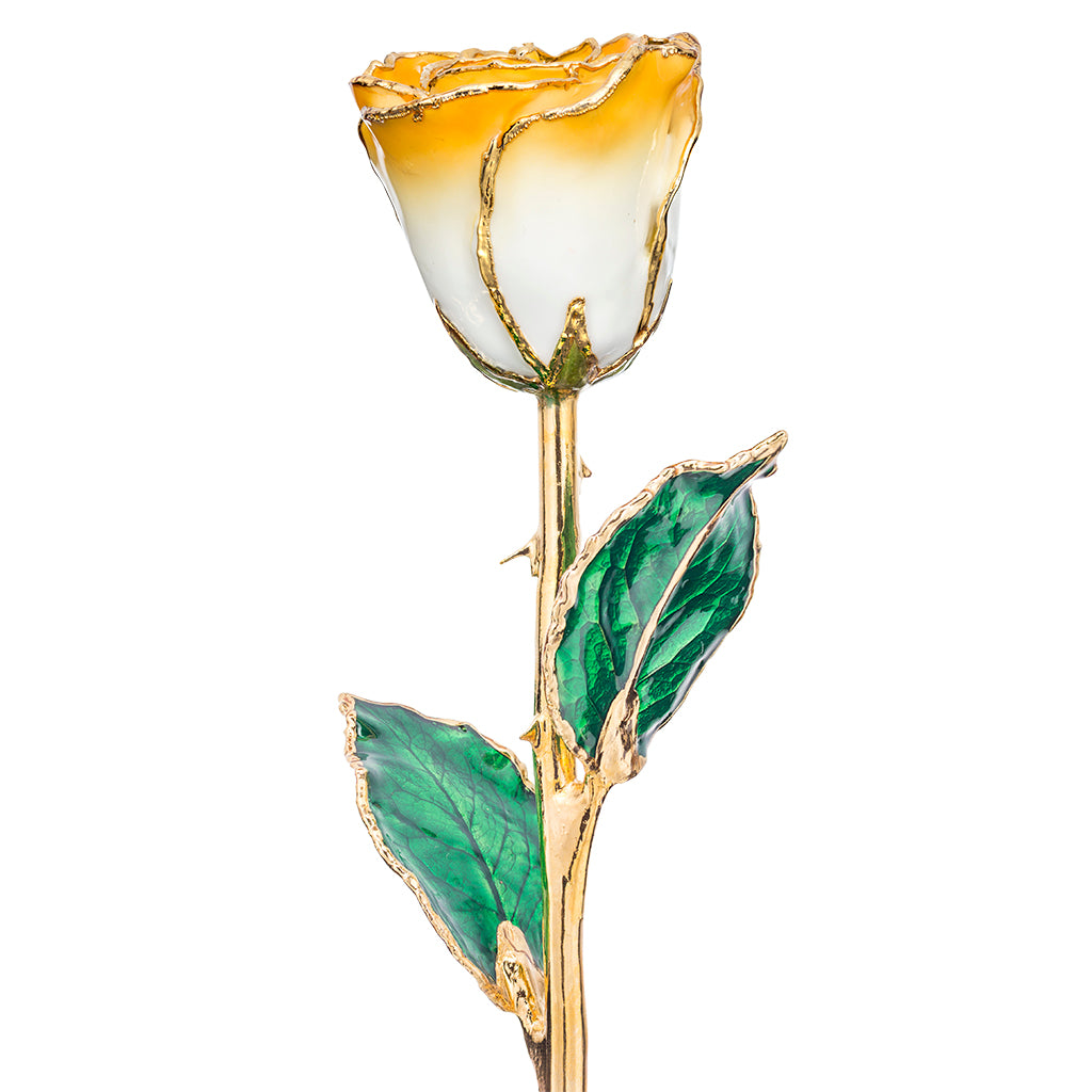 Goldenrod Swirl 24k Gold Dipped Rose – Dunkin's Diamonds